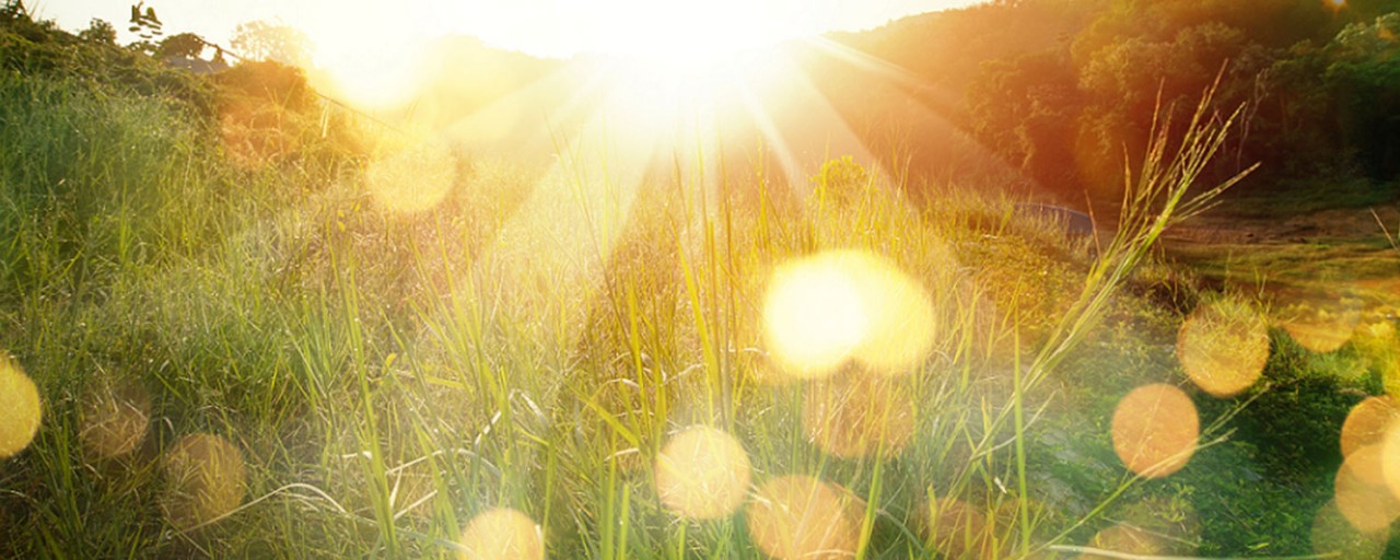 field of grass